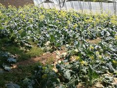 -万源龙顺度假庄园生态观光园