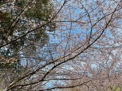 -高东镇樱花园