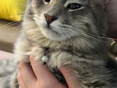 -楼上猫咖(罗湖店)