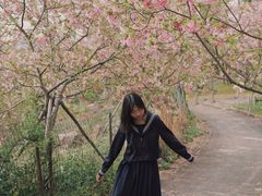 -天适樱花悠乐园