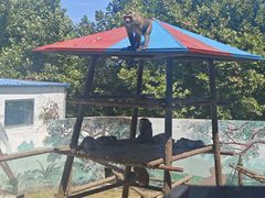 -西霞口神雕山野生动物世界