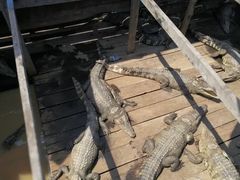 -洞里萨湖