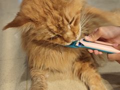 -藏猫猫咖啡主题馆(中央大道店)