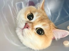 -纳吉亚猫专科动物诊疗中心(蒋宅口分院)