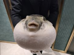-鲐赏河豚(长寿店)
