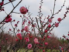 -蜀冈西峰生态公园