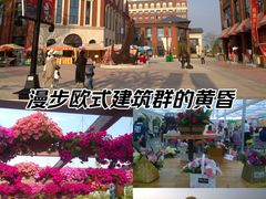 -荷兰花海