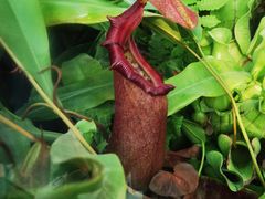 -国家植物园南园