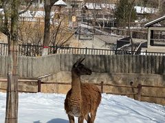 -石家庄市动物园