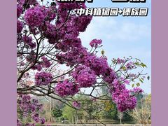 -西双版纳原始森林公园