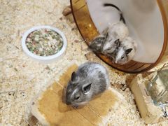 -酷以爬仙阁实体爬宠店·守宫·蜥蜴·专业繁育