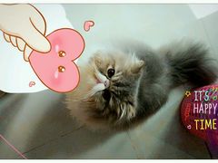 -创凡宠物医院·骨专科  猫科中心(西乡分院)