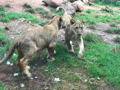 -昆明动物园