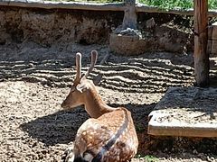 -青藏高原野生动物园