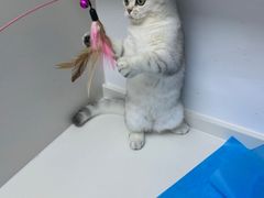 -关爱宠物医院·猫科中心·消化科(滨湖万达分院)