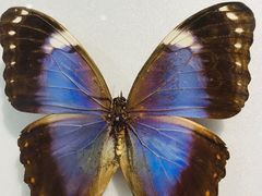 -上海昆虫博物馆