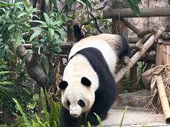-灵玲国际马戏城