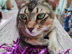 -喵屿·大理花园猫咖