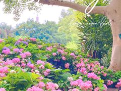 -广西壮族自治区药用植物园