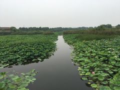 -荷塘月色湿地公园·向阳花洲