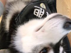 -Husky Go! 哈士奇体验馆·宠物咖啡厅狗咖