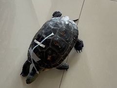 -美联众合动物医院·24h转诊中心