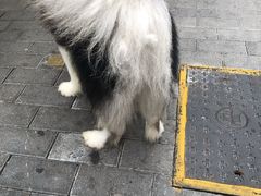 -芭比堂动物医院·24小时·眼科中心(深圳中心)