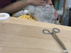 -伟伟宠物医院·CT影像中心·瑞派犬猫综合性门诊(汉口总院)