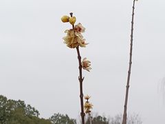 -雨花胜境