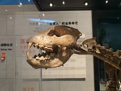 -北京周口店北京人遗址博物馆