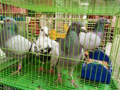 -中环花鸟鱼虫市场