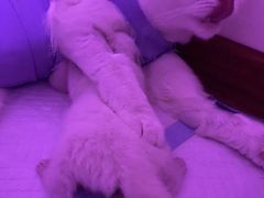 -瑞派宠物医院·24小时骨科·心脏·核磁(哈尔滨南岗店)