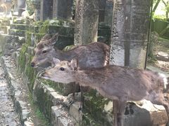 -奈良公园