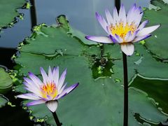 -国家植物园南园