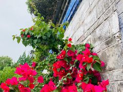 -金谷域澳洲庄园