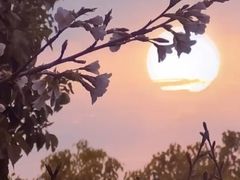 -高东镇樱花园
