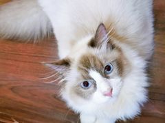 -李小姐の猫咖啡馆(五角场店)