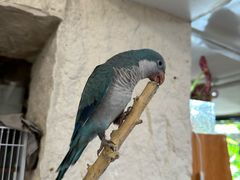 -吉丁鸟咖·异宠·寄养