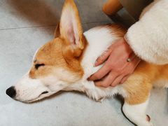 -汪说·狗咖(旺城大厦店)