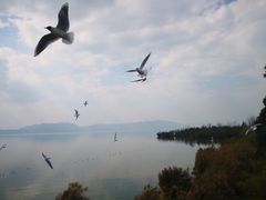 -七彩云南茶(七彩云南第壹城店)