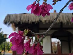 -东莞植物园