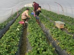 -喜杨洋草莓采摘园