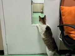 -瑞派宠物医院(搏威敦和院)