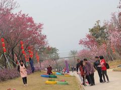 -天适樱花悠乐园
