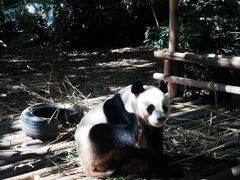 -深圳野生动物园