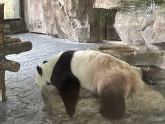 -上海野生动物园
