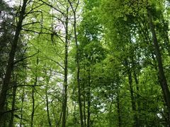 -铁山坪森林公园