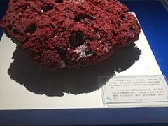-贝壳王国博物馆