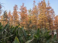 -白鹭湾湿地公园