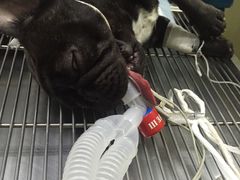 -康成宠物医院24H·CT·核磁共振
